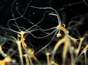 brown hydra (Pelmatohydra oligactis) with small crustacea... by Chris Krambeck 
